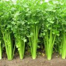 Hướng dẫn cách trồng và chăm bón rau cần tây tại nhà