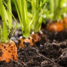 Hướng dẫn kỹ thuật trồng cà rốt
