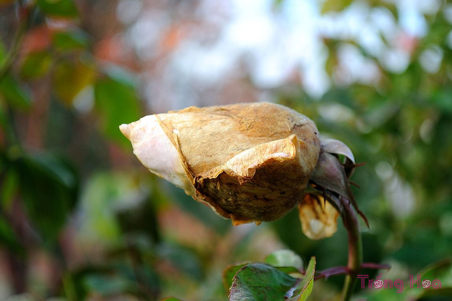 Bệnh nấm mốc xám Botrytis trên cây hoa hồng