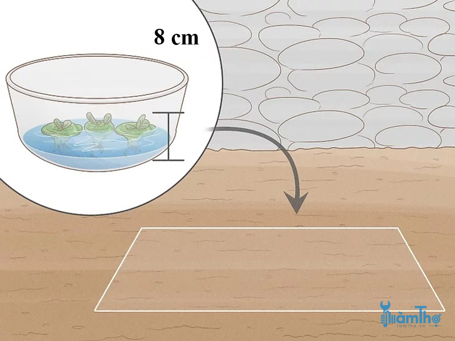 Cách trồng lại bắp cải tí hon từ mầm ra rễ trong nước