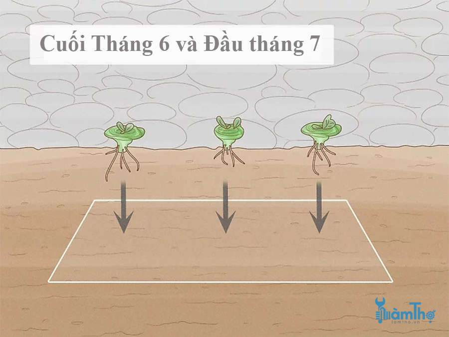 Trồng mầm ở một khu vực có nắng từ cuối tháng 6 đến đầu tháng 7