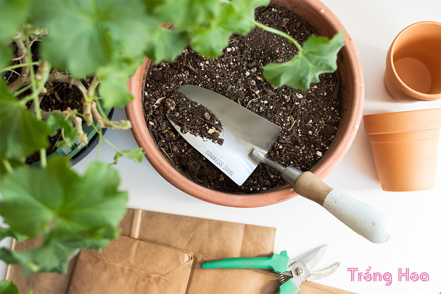 Cách Overwinter Hoa phong lữ thảo Geranium