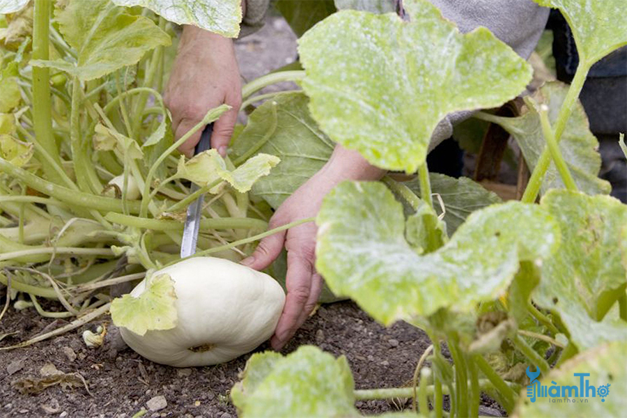 Cách trồng bí đĩa bay Pattypan mùa hè