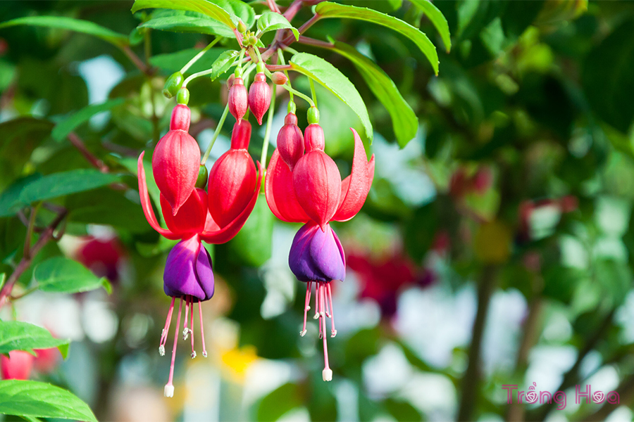 Hoa lồng đèn Fuchsia