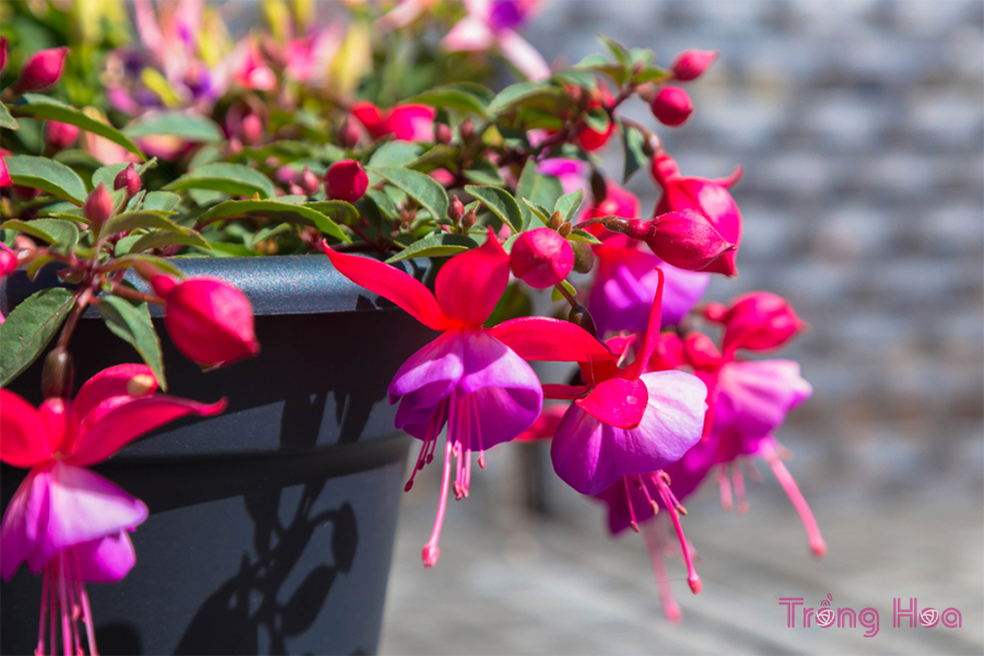 Cách trồng và chăm sóc hoa lồng đèn Fuchsia từ A tới Z