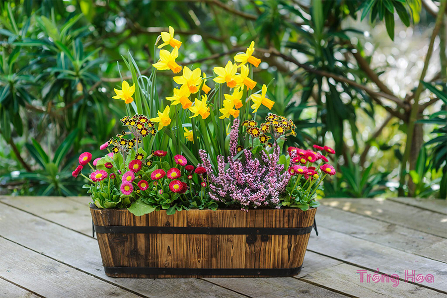 10 Ý tưởng trồng chậu hoa mùa xuân tuyệt đẹp