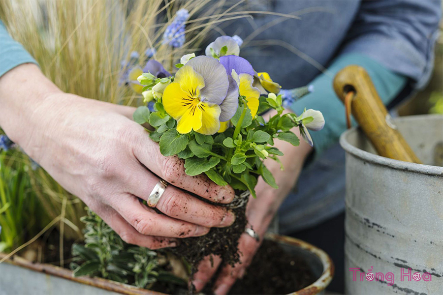 Cách trồng chậu hoa cửa sổ mùa xuân với muscari và pansy