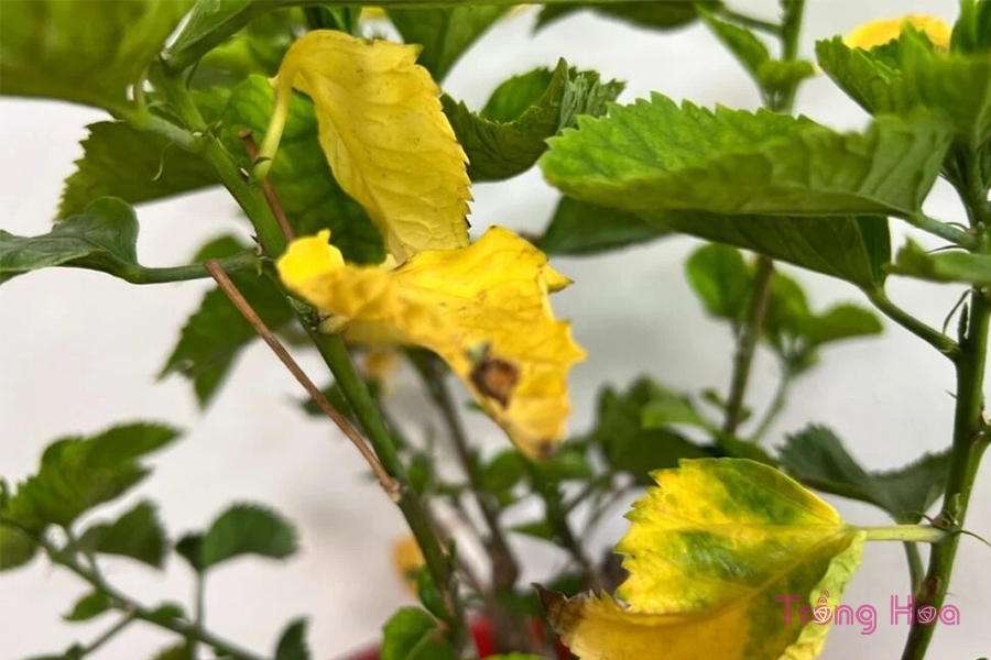 6 Lý do tại sao cây hoa dâm bụt bị vàng lá