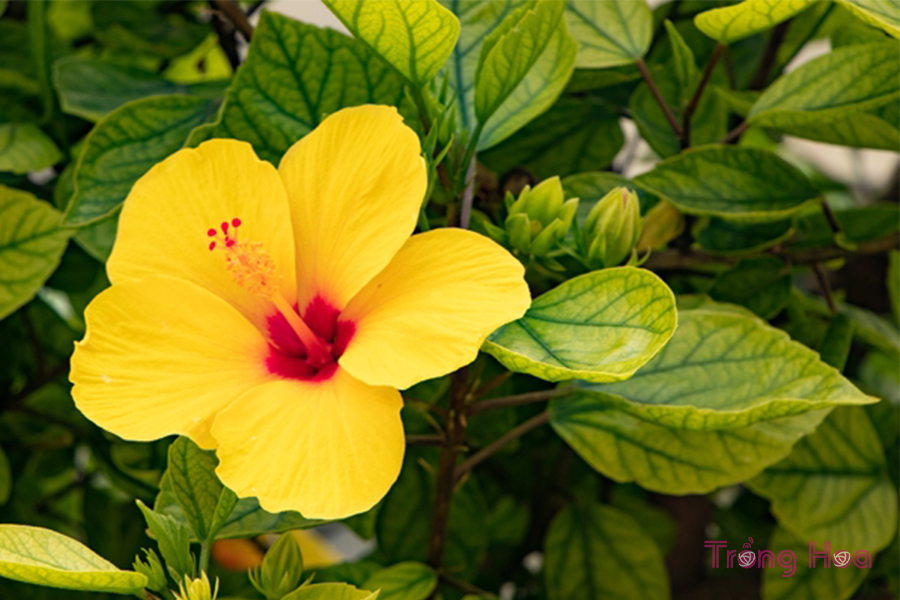 6 Lý do tại sao cây hoa dâm bụt bị vàng lá