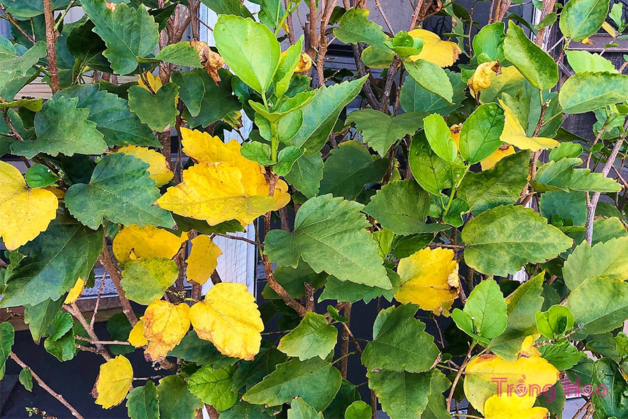 6 Lý do tại sao cây hoa dâm bụt bị vàng lá