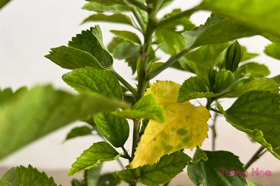 6 Lý do tại sao cây hoa dâm bụt bị vàng lá