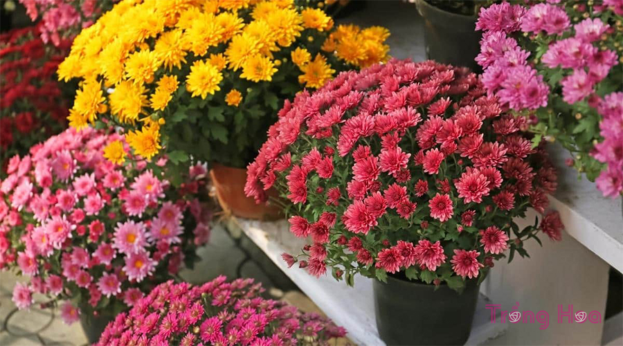 9 Lời khuyên trồng hoa cúc trong chậu vào mùa thu