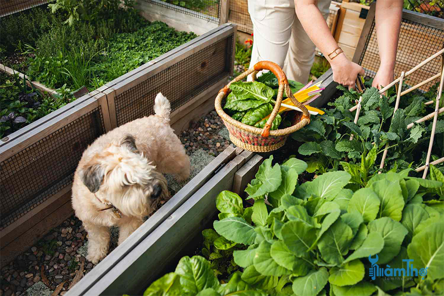11 Nguyên tắc cần biết khi làm vườn rau