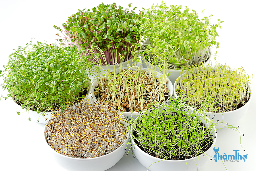 Tự trồng rau mầm Microgreen cả trong nhà và ngoài trời