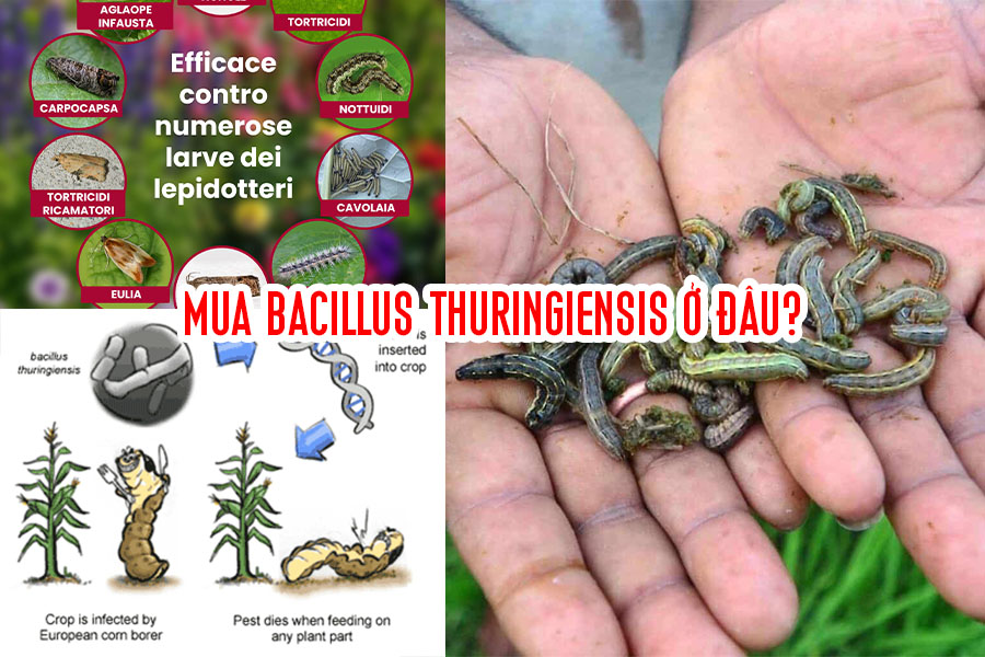 Nơi Mua Bacillus thuringiensis, mua Bacillus thuringiensis ở đâu?